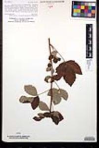 Toxicodendron diversilobum image