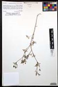 Apiastrum angustifolium image