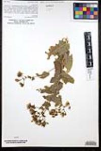Acourtia microcephala image