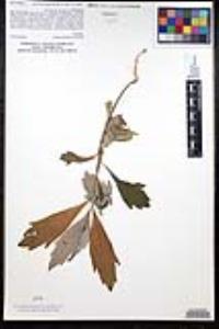 Artemisia douglasiana image