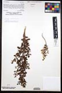 Baccharis pilularis subsp. consanguinea image