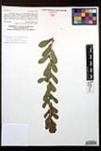 Hazardia squarrosa var. grindelioides image