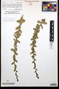 Hazardia squarrosa var. grindelioides image