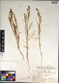 Lepidium nitidum image