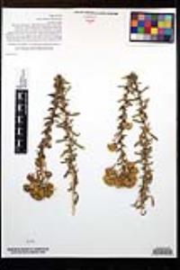 Isocoma menziesii var. menziesii image
