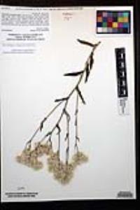 Pseudognaphalium biolettii image