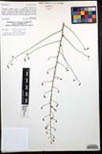 Stephanomeria exigua subsp. deanei image