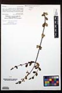 Lonicera subspicata image