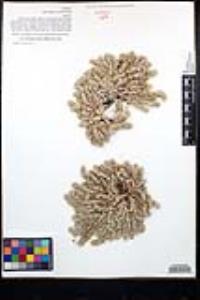 Cardionema ramosissimum image