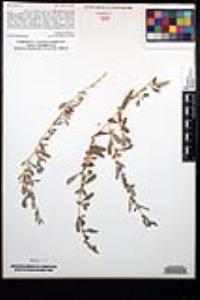 Atriplex semibaccata image