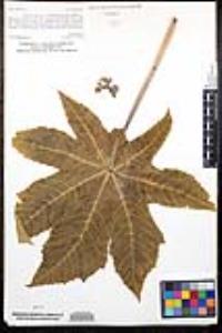 Ricinus communis image