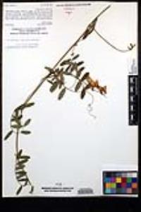 Lathyrus vestitus var. vestitus image