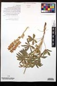 Lupinus longifolius image