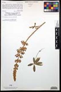 Lupinus longifolius image