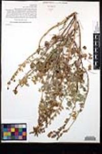 Lupinus sparsiflorus image