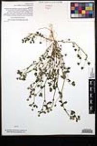 Trifolium microcephalum image