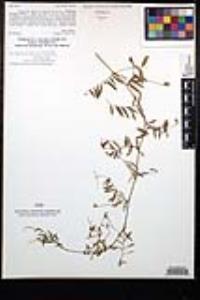 Vicia ludoviciana image