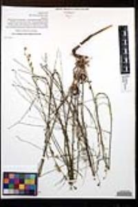 Stephanomeria diegensis image