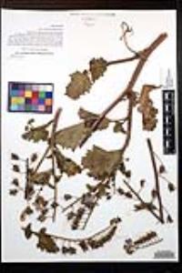 Phacelia minor image
