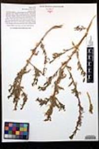 Camissoniopsis robusta image