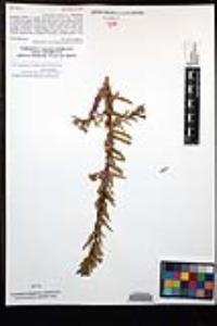 Camissoniopsis robusta image