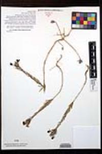 Clarkia purpurea image