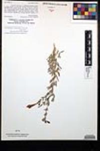 Epilobium canum subsp. canum image