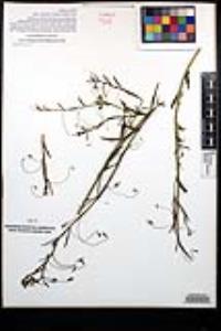 Antirrhinum kelloggii image