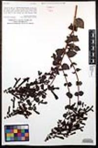 Keckiella cordifolia image