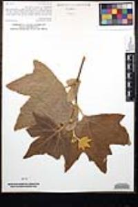 Platanus racemosa image
