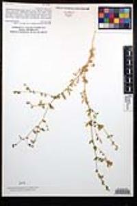 Allophyllum glutinosum image