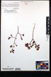 Chorizanthe fimbriata image
