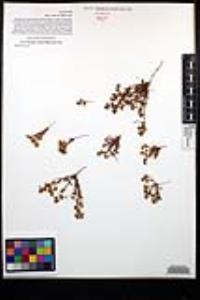 Chorizanthe procumbens image