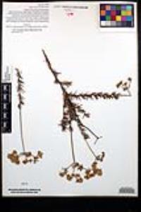 Eriogonum fasciculatum var. foliolosum image
