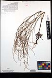 Eriogonum gracile var. incultum image