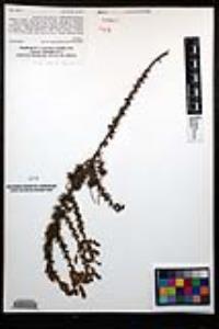 Adenostoma fasciculatum image