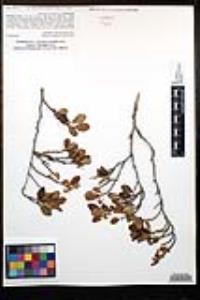 Cercocarpus minutiflorus image