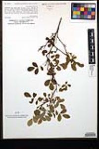 Rosa californica image