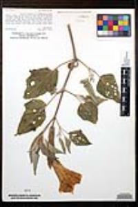 Datura wrightii image