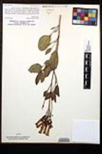 Nicotiana glauca image