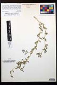 Tribulus terrestris image