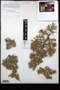 Juniperus californica image