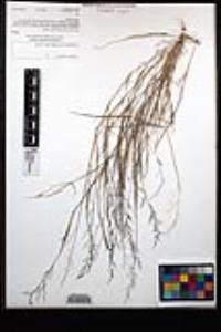 Muhlenbergia microsperma image