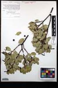 Arctostaphylos glandulosa subsp. glandulosa image