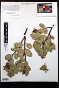 Arctostaphylos glandulosa subsp. glandulosa image
