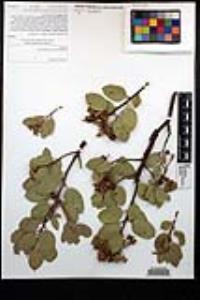 Arctostaphylos glandulosa subsp. glandulosa image