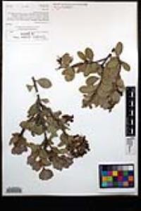 Arctostaphylos glandulosa subsp. glandulosa image