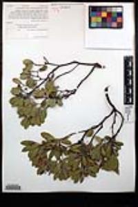 Arctostaphylos pungens image