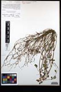 Boerhavia coulteri var. palmeri image