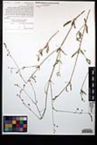 Boerhavia triquetra image